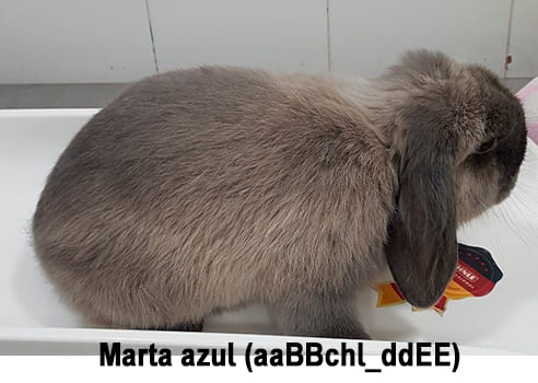Conejo marta azul
